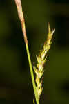 European woodland sedge